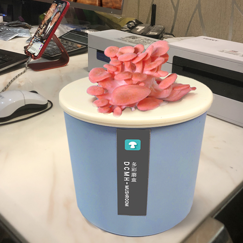 平菇食用菌蘑菇菌包种蘑菇桶室内蘑菇种植菌包菌棒家庭种植蘑盒装 - 图2