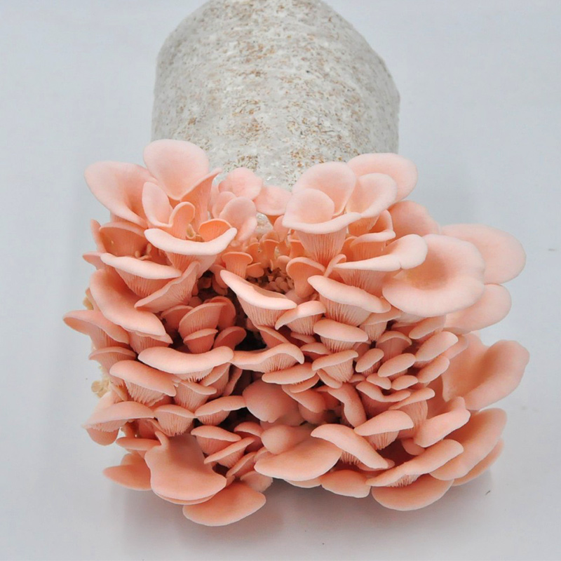 蘑菇种植包家种蘑菇黑平菇菌包新鲜菌棒盆栽食用菌香菇趣味阳台