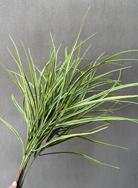 兰花草小草细叶长草植物