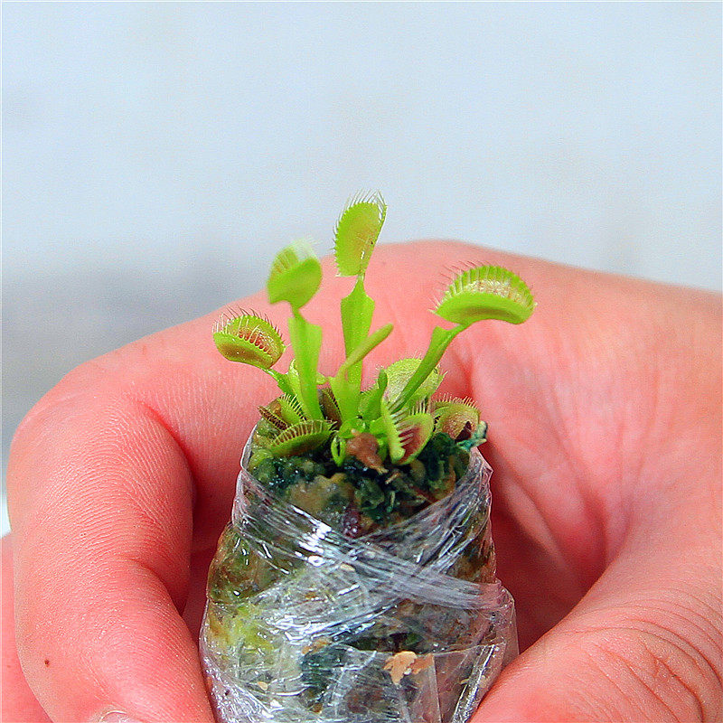 食虫植物捕蝇草巨夹盆栽苗驱蚊香草食虫草植物室内桌面多肉植物 卓天园艺旗舰店 淘优券 食虫植物捕蝇草巨夹盆栽苗驱蚊香草食虫草植物室内桌面多肉植物 卓天园艺旗舰店 淘优券