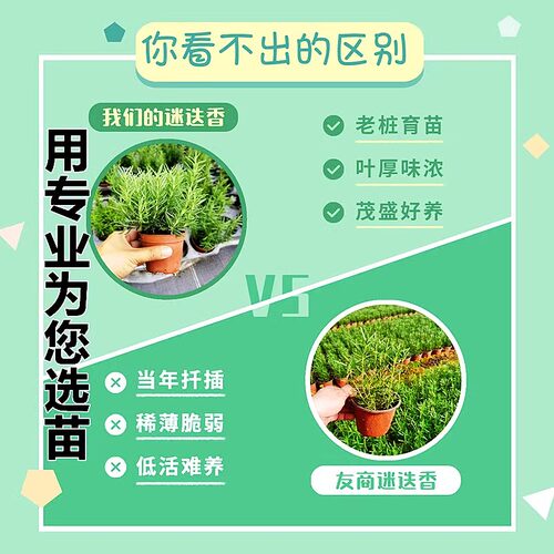 迷迭香盆栽大小苗香草植物薄荷室内驱蚊绿植花卉厨房百里香 - 图1