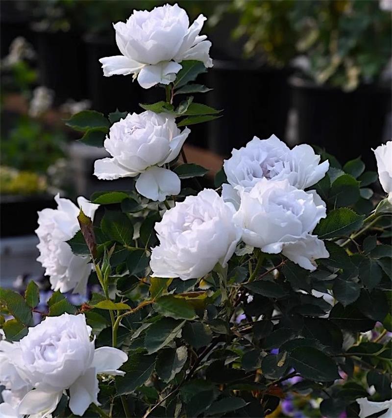 加百列大天使玫瑰浓香花卉丰花灌木阳台蔷薇四季开花月季花苗浓香