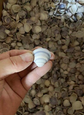 兰贝小白贝壳天然扇贝壳海螺鱼缸造景手工diy打孔漂流瓶装