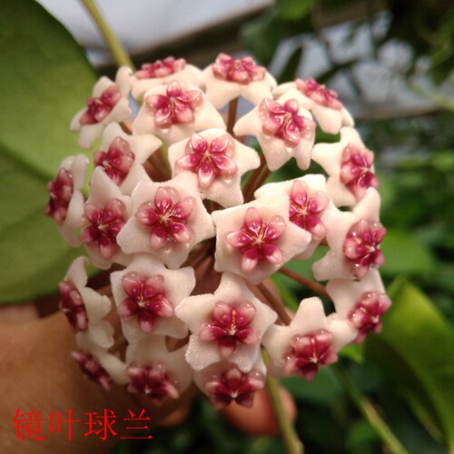 1-56球兰小苗比绿萝耐阴室内爬藤盆栽花卉银元修斯科尔卵叶美丽 - 图0