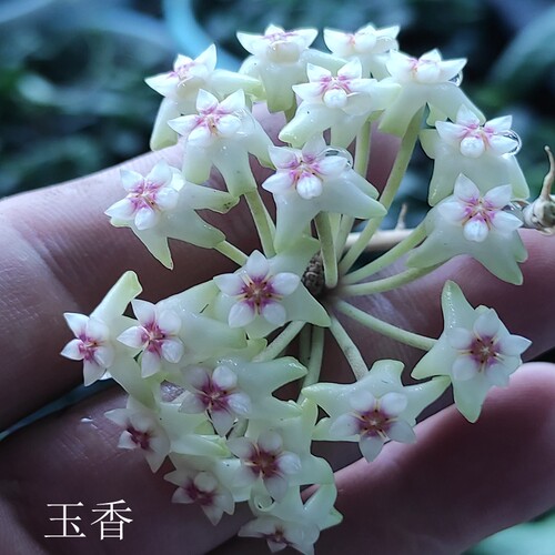球兰枝条169-217威曼呢玉桂豆瓣断叶黑巴顿粉铃铛西藏菁峰吉格斯 - 图0