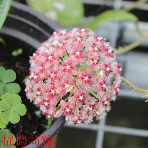 球兰枝条1-56号大方叶崖县天涯修斯科尔牧羊人绿叶锦阳台盆栽花卉 - 图2