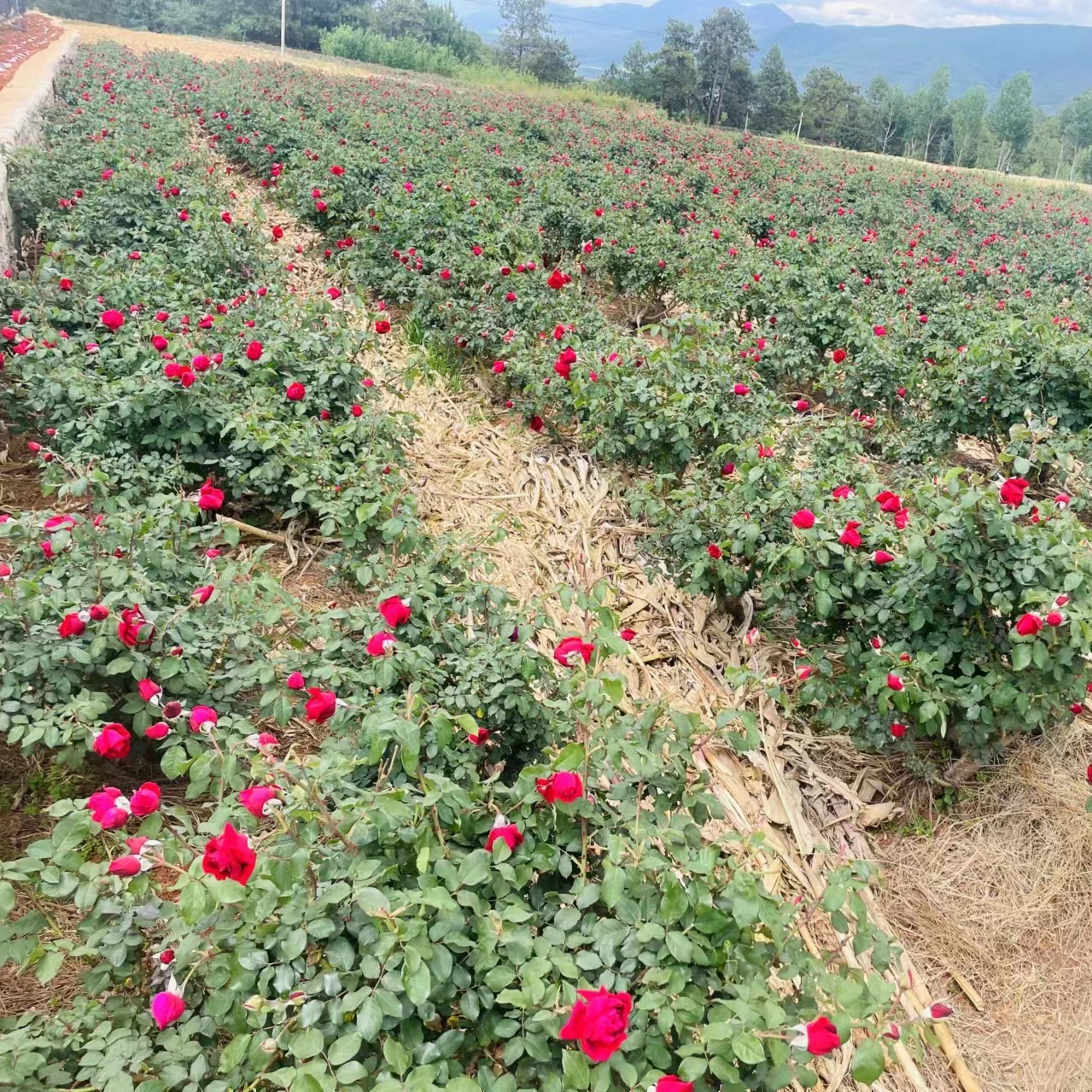 5月特价团购 云南头道墨红玫瑰细胞液纯天然玫瑰原液花水花苞液1L - 图0