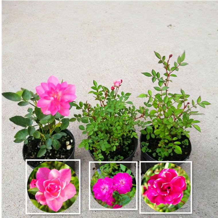 姬月季四季开花姬乙女迷你超微月季客厅微型室内盆栽绿植盆景花卉,淘宝优惠券,粉丝福利购,淘宝优惠卷