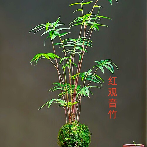 矮款苔藓红观音竹盆栽室内客厅阳台水培绿植耐寒好养植物红竹盆景 - 图1