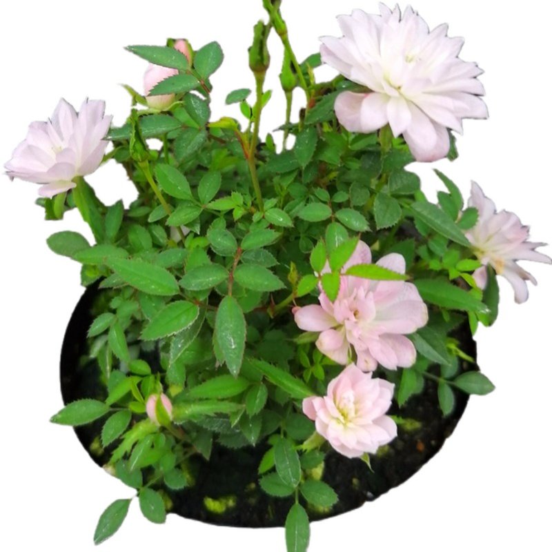 姬月季四季开花姬乙女迷你超微月季客厅微型室内盆栽绿植盆景花卉,淘宝优惠券,粉丝福利购,淘宝优惠卷