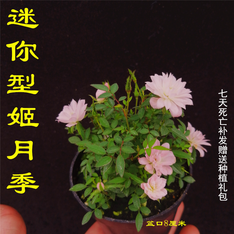 姬月季四季开花姬乙女迷你超微月季客厅微型室内盆栽绿植盆景花卉,淘宝优惠券,粉丝福利购,淘宝优惠卷