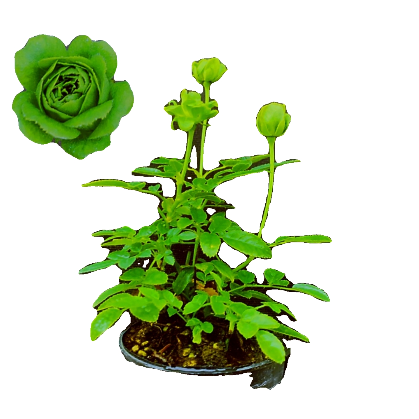 超微闪电月季迷你姬月季玫瑰花苗重瓣灌木植物阳台常年开花小盆栽 - 图3