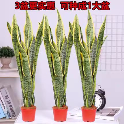 金边虎皮兰盆栽多肉易活水培植物绿植办公室内花卉大全客厅虎尾兰 - 图2