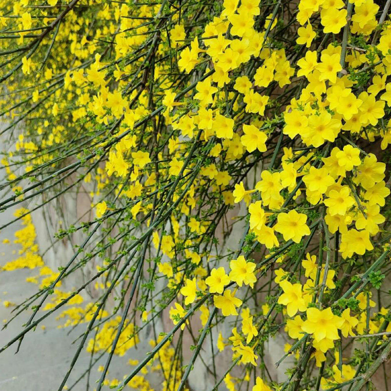 耐寒迎春花树苗盆景探春花庭院盆栽攀援爬藤垂吊类花卉报春花植物,淘宝优惠券,粉丝福利购,淘宝优惠卷