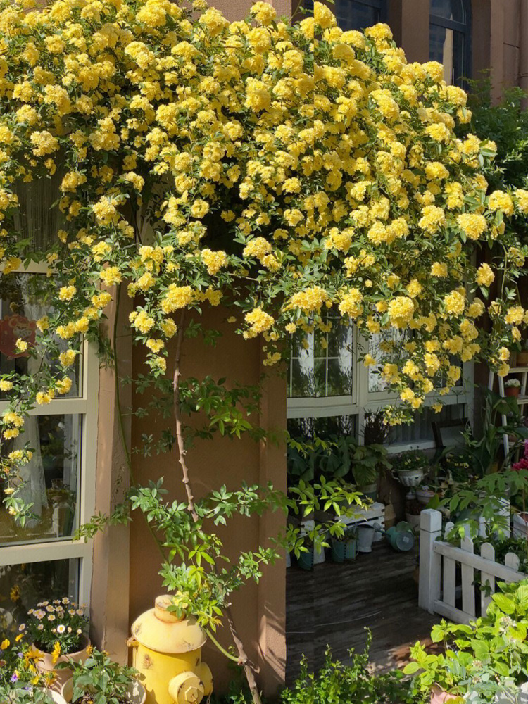 甜蜜红木香花苗浓香花卉白木香阳台庭院爬藤植物黄木香花盆栽四季-图2