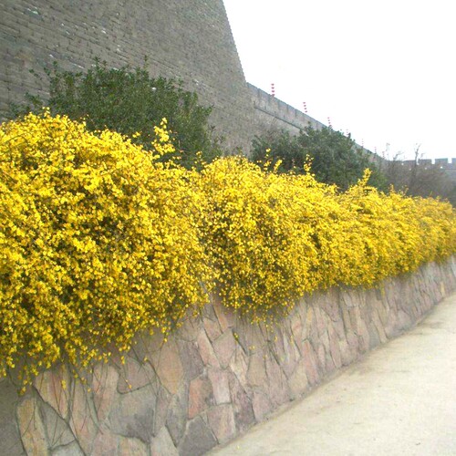 连翘花苗盆栽庭院阳台迎春花黄老虎宅旁亭阶墙隅篱下护坡花卉植物 - 图3