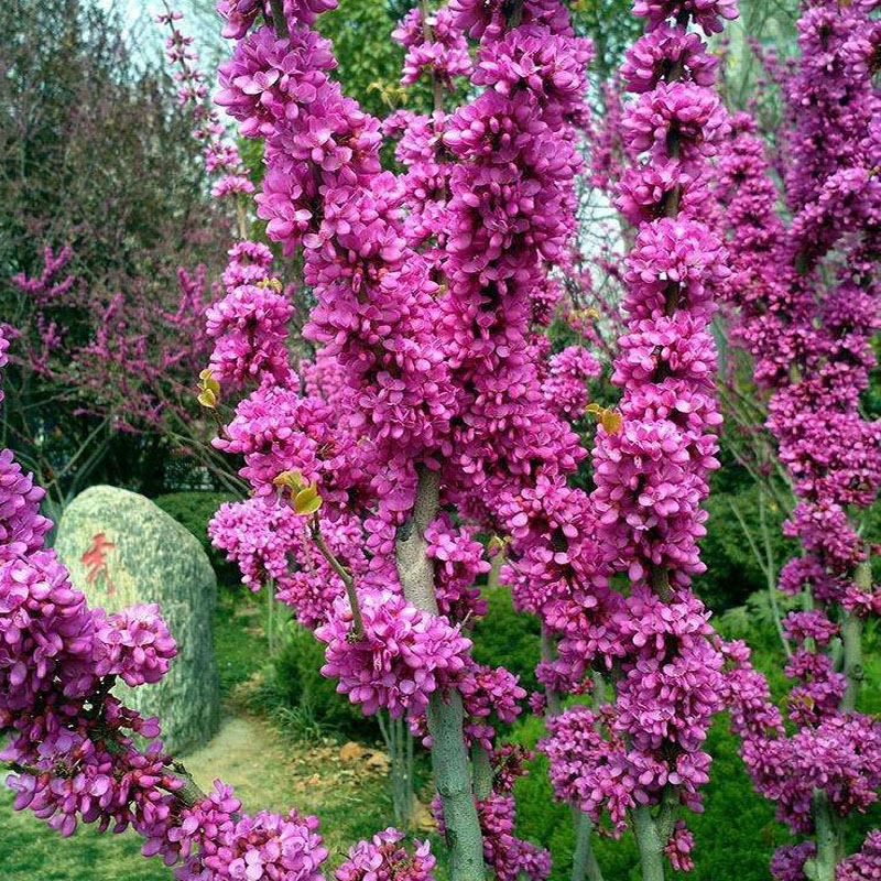 紫荆花树苗盆栽四季耐寒植物室内外阳台庭院花卉满条红丛生紫荆树