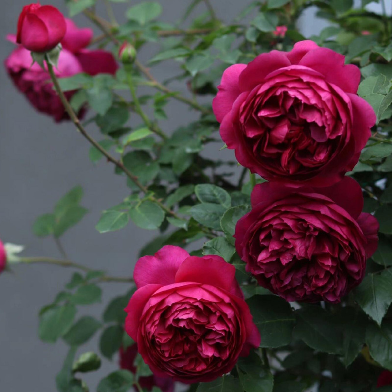 秋日胭脂月季花大苗盆栽花香浓郁大花多头阳台庭院多季开花卉植物 - 图3