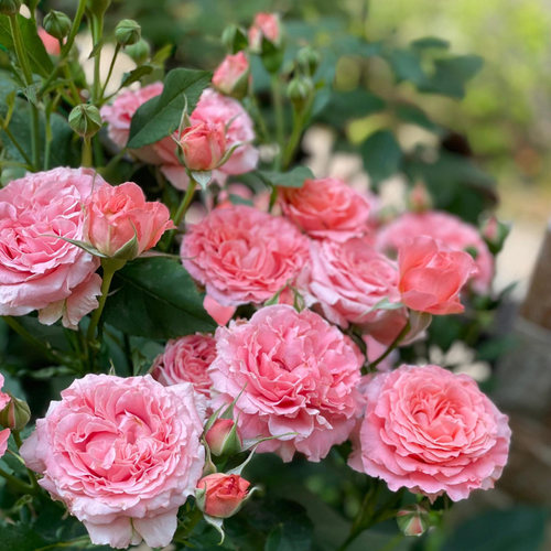 珊瑚果冻月季花苗粉色特大花浓香阳台庭院花卉四季玫瑰不垂头耐晒 - 图1