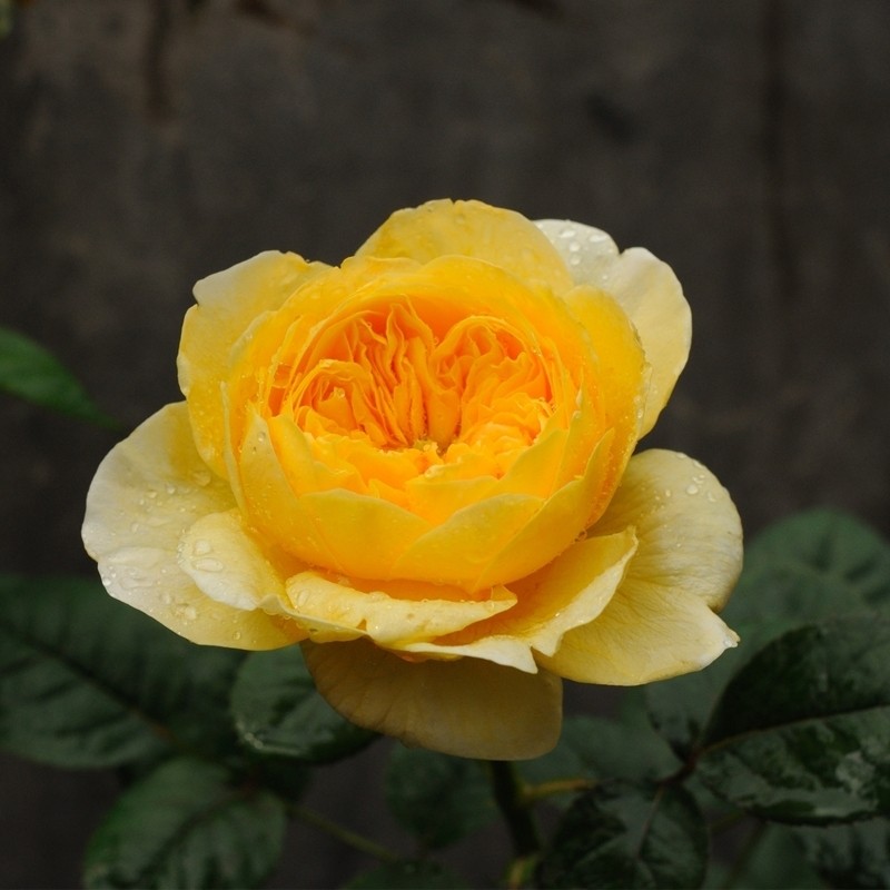 圣女贞德月季花苗大花浓香多季开花阳台庭院花园玫瑰花绿植物盆栽,淘宝优惠券,粉丝福利购,淘宝优惠卷