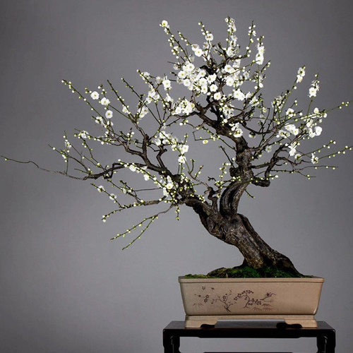 红梅花树苗盆景骨里红绿梅腊梅花老桩庭院阳台冬季开浓香花卉植物 - 图1