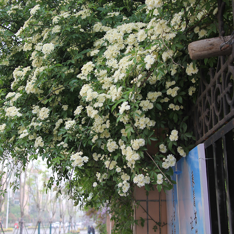 白色木香花大苗盆栽浓香花卉阳台庭院爬藤蔷薇可做垂吊花卉绿植物-图0