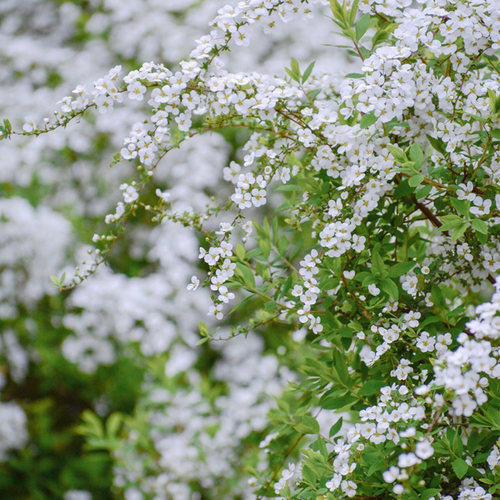 室内外耐寒好的养花卉盆栽喷雪花耐热庭院阳台种植雪柳垂吊绿植物 - 图2