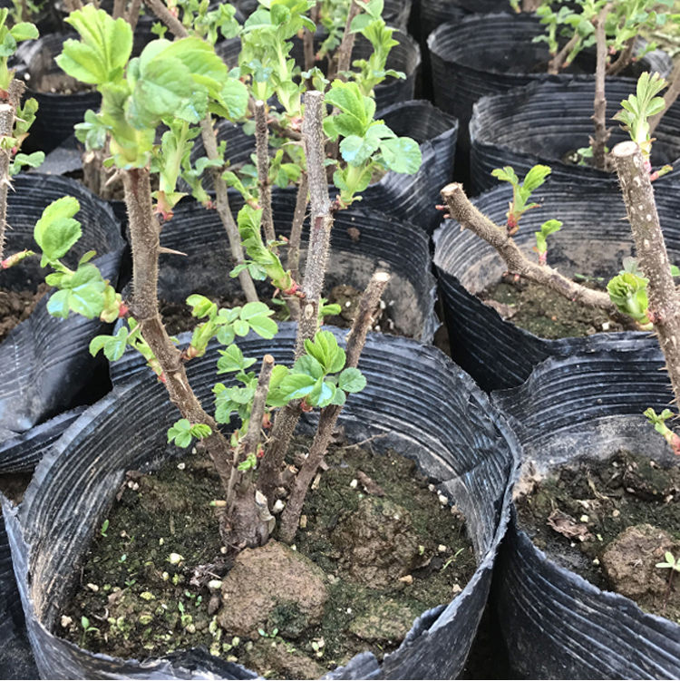 可食用玫瑰花大苗盆栽平阴玫瑰树苗室内阳台庭院四季浓香花卉植物 - 图2