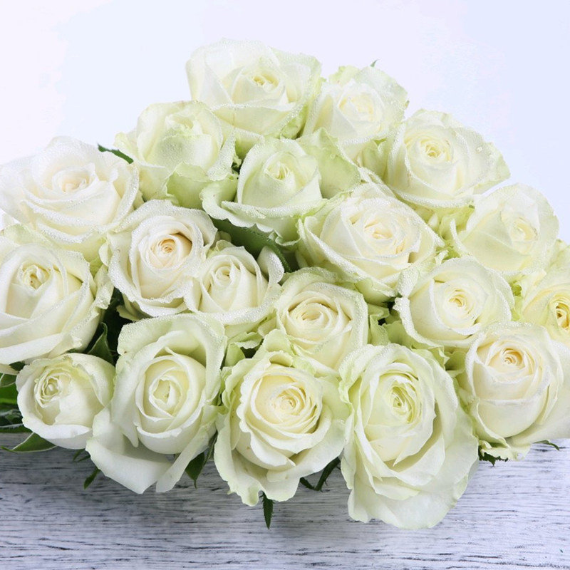 白色奥哈娜浓果香味白色玫瑰花大苗盆栽室内阳台庭院盆栽花卉绿植,淘宝优惠券,粉丝福利购,淘宝优惠卷