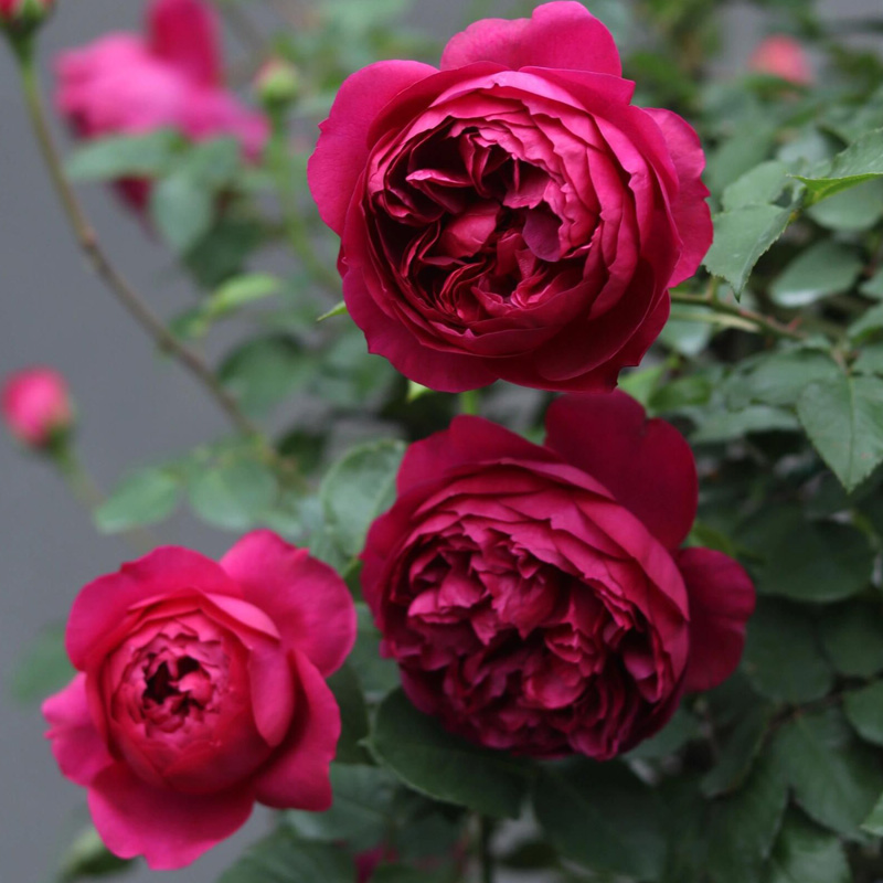 秋日胭脂月季花大苗盆栽花香浓郁大花多头阳台庭院多季开花卉植物 - 图0