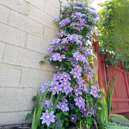 铁线莲花苗爬藤植物盆栽乌托邦银币重瓣大花阳台庭院四季攀援花卉 - 图0