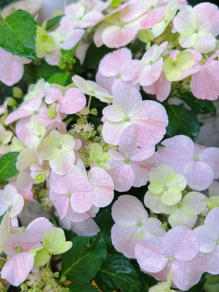 粉色落跑新娘绣球花大苗盆栽阳台庭院可垂吊爬藤绿植物四季开花卉 - 图1