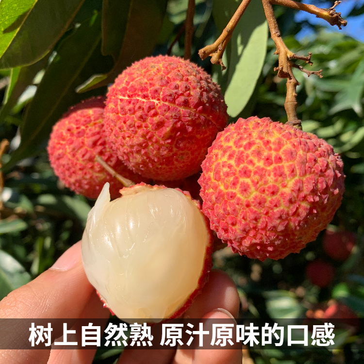 海南无核荔枝新鲜现摘现发海口陆侨无籽荔枝当季新鲜水果整箱顺丰-图2