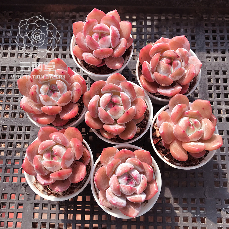 【一物一拍】正版雪天使 多肉植物 精品控养韩货 粉色多肉 18包邮 - 图0