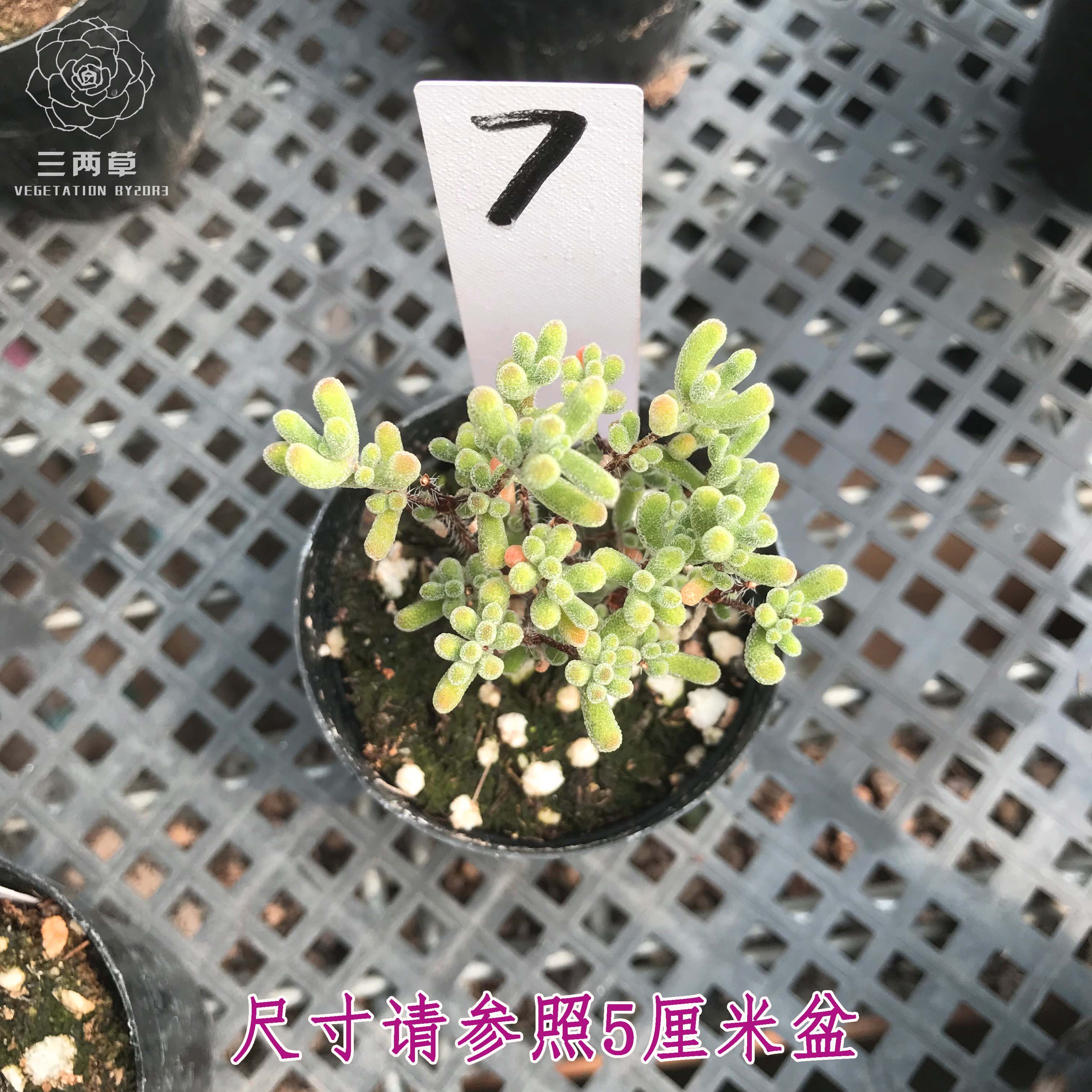 【一物一拍】小星星枝干番杏多肉植物小树型阳台三两草园艺28包邮 - 图2