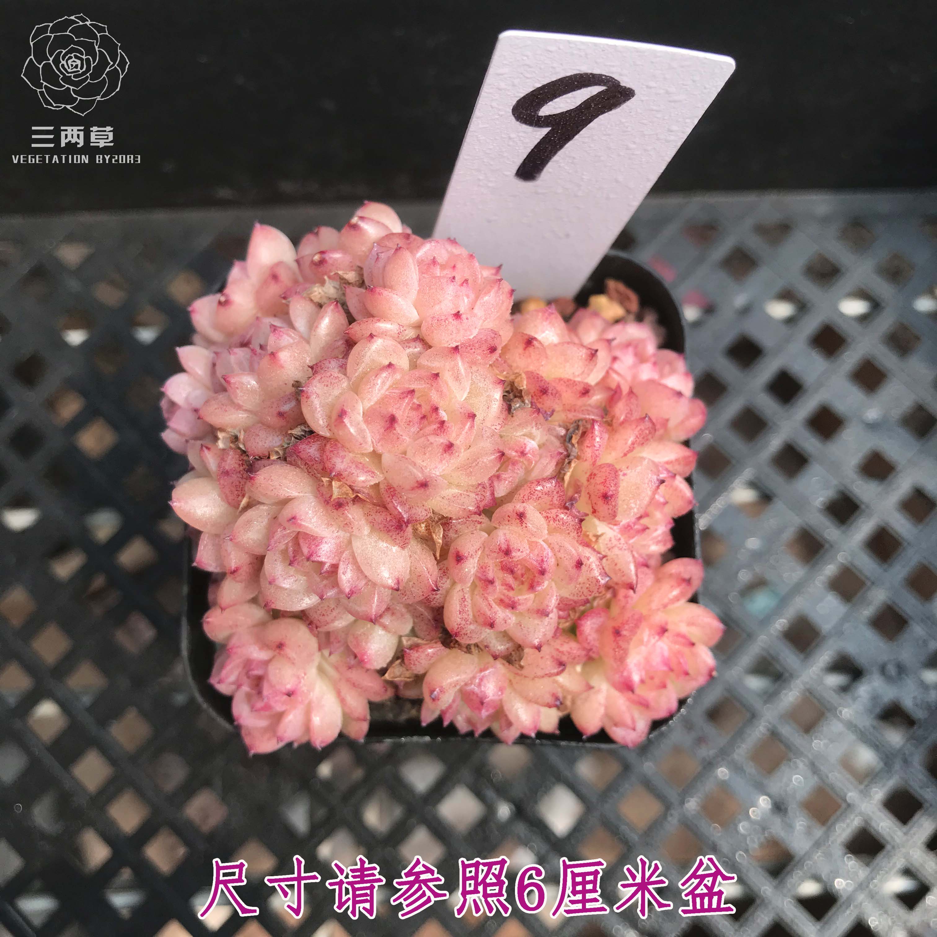 【一物一拍】樱花麦秆女王 精品多肉新品女王系列贵货小萌肉植物 - 图1