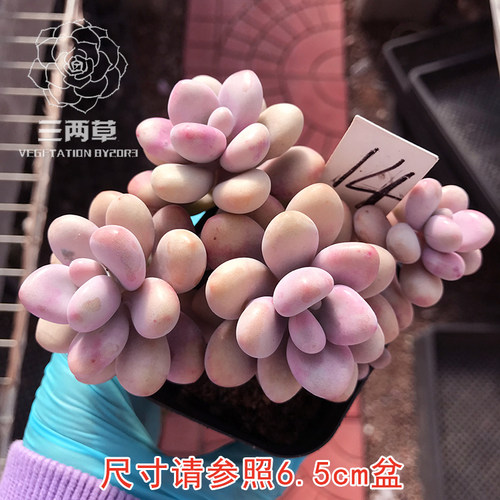 【一物一拍】命运桃蛋老桩 糖果桃蛋群生多头多肉植物大棚直销 - 图1