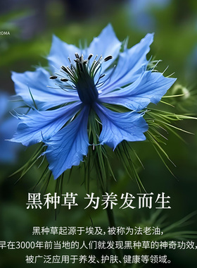 拾年燈植物养发精华油复方油