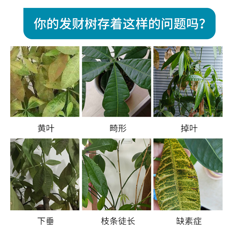 发财树营养液专用肥盆栽花肥料家用金钱树土水培植物通用肥料室内-图1