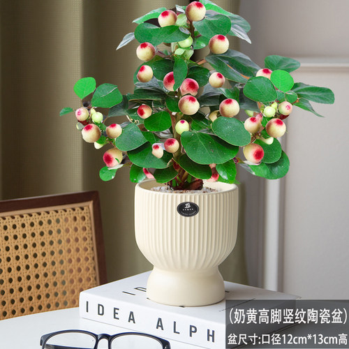 大盼菩提盆栽室内绿植中式禅意老桩菩提带果桌面办公茶桌盆栽树 - 图3