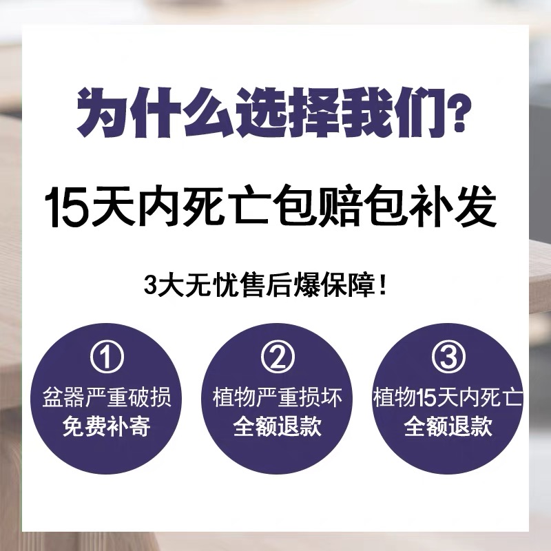 罗汉松花卉盆栽绿植米叶造型盆景室内办公水培好养四季常青耐寒旱