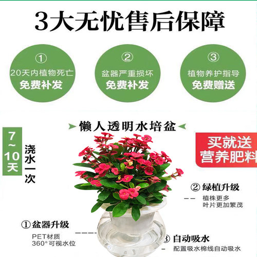 观音竹水培植物富贵竹多肉绿植物绿萝盆栽室内水养栀子花卉发财树 - 图2