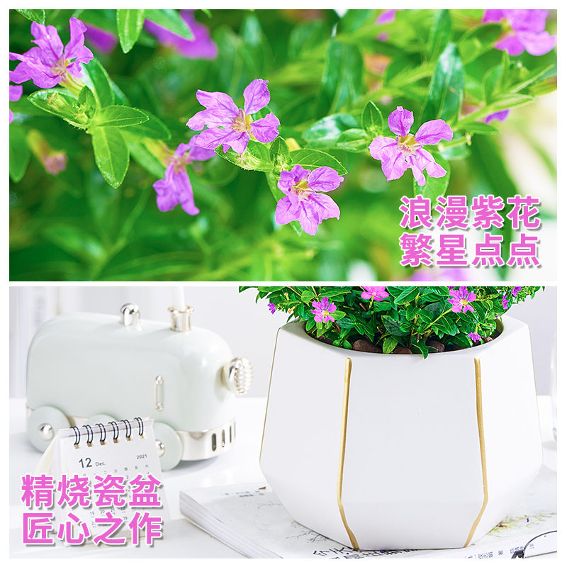 满天星盆栽绿植花卉室内客厅好养四季开花美观花苞办公桌面小盆景