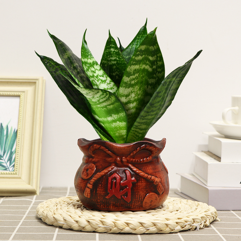 虎皮兰青叶虎耳兰室内客厅好养活四季常青虎尾兰美观耐旱陶瓷盆 - 图2