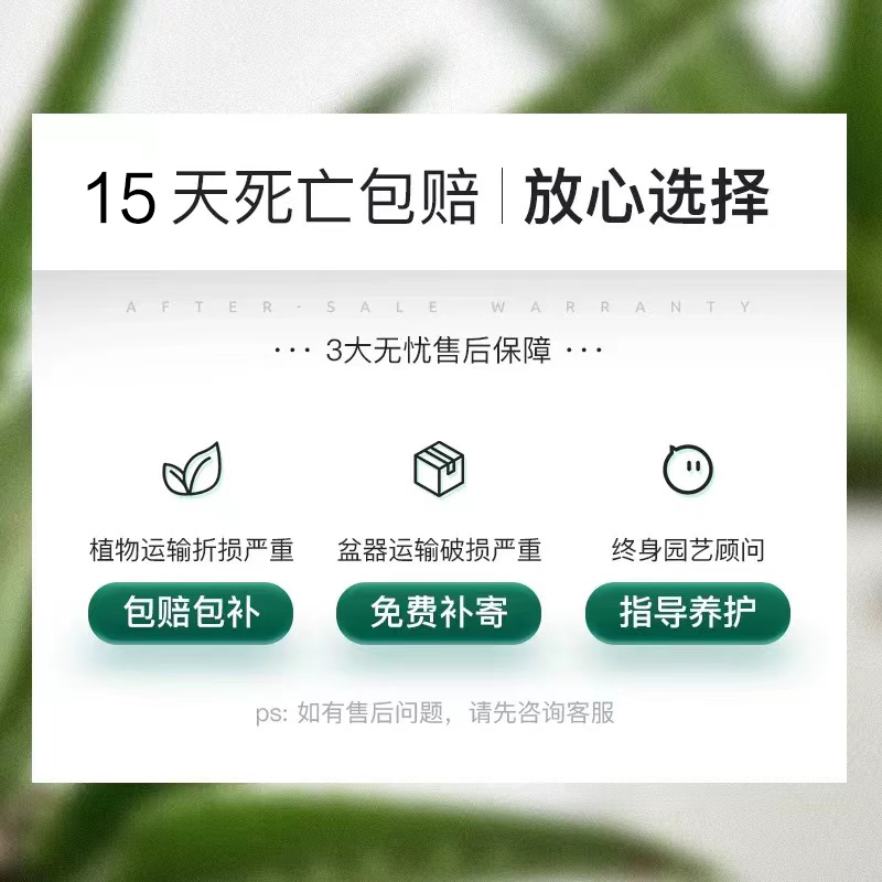 芦荟盆栽室内客厅净化空气植物办公仙人掌多肉盆景四季常青耐旱 - 图3