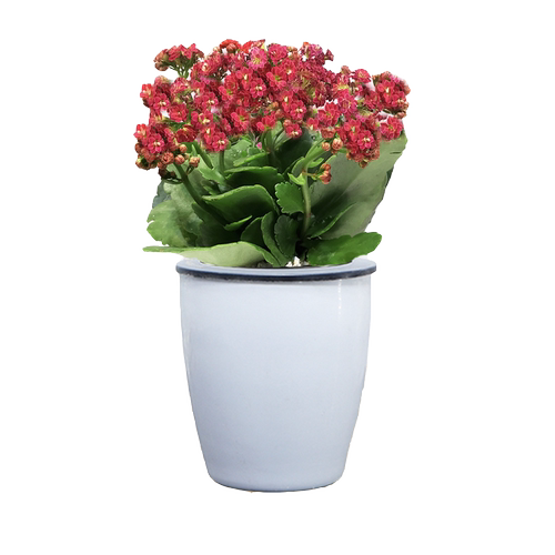 长寿花盆栽重瓣苗大植物四季开花好养易活金狐狸长寿花苞办公室内 - 图1