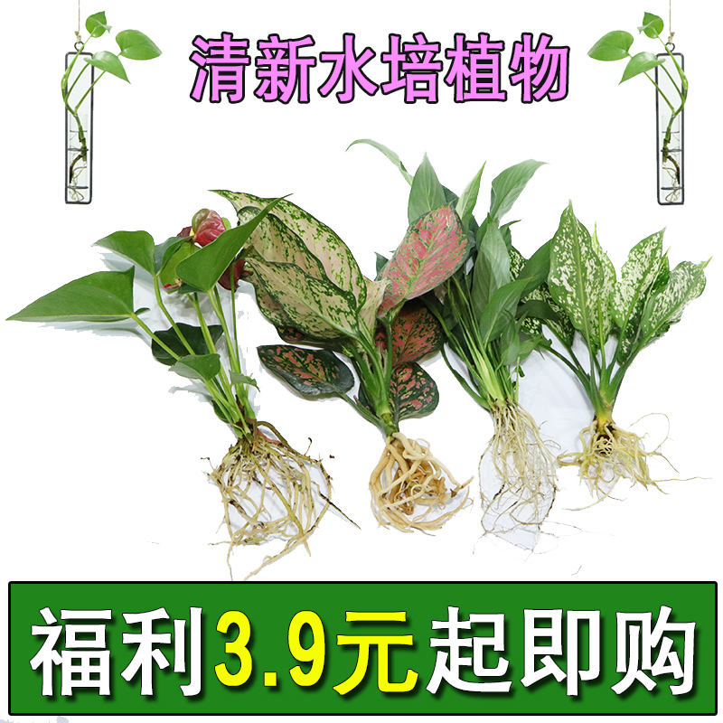 水培绿萝裸根水养绿植物大叶绿箩花卉发财树白吉利红掌富贵竹吊