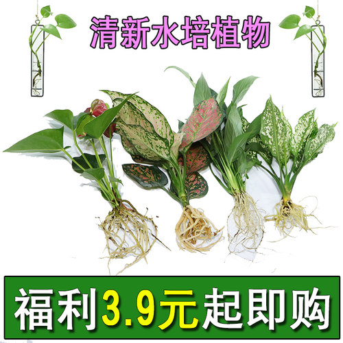 水培绿萝裸根水养绿植物大叶绿箩花卉发财树白吉利红掌富贵竹吊 - 图1