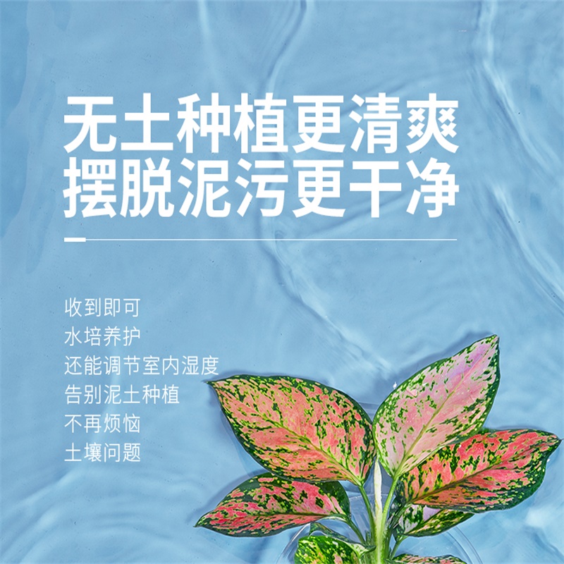 如意皇后吉利红水培植物北欧室内水养绿萝花卉盆栽办公摆件好养活 - 图1