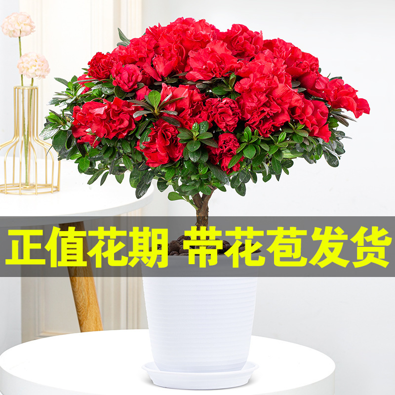 杜鹃花盆栽花卉植物室内花苗大棵带花苞四季开花好养易活老桩绿植-图2